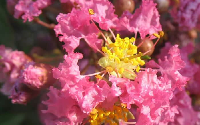 Lagerstroemia indica