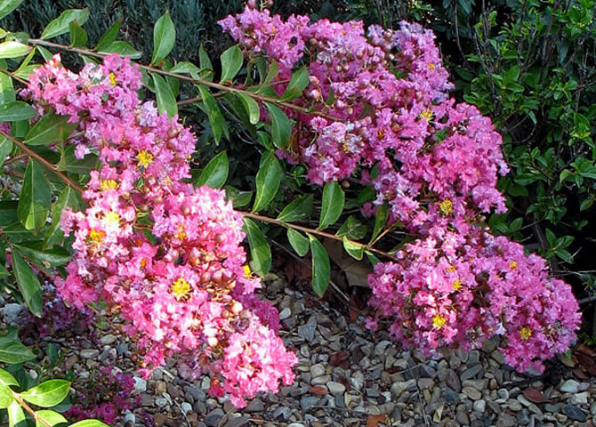 Lagerstroemia indica