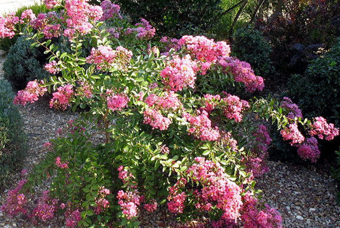 Lagerstroemia indica